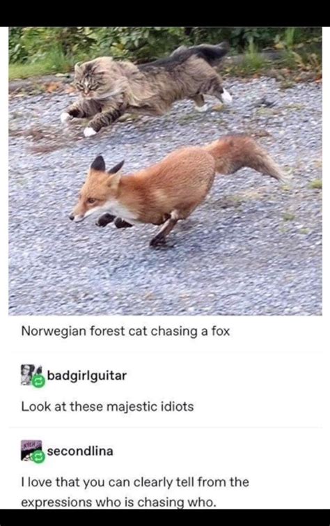 Think Outside The Fox Collection Of Fox Memes 20 Images I Can Has