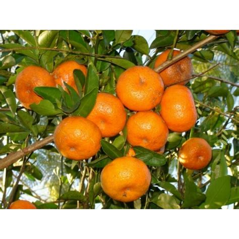 Sweet Mandarin Orange Seeds Citrus Reticulata Cena €205
