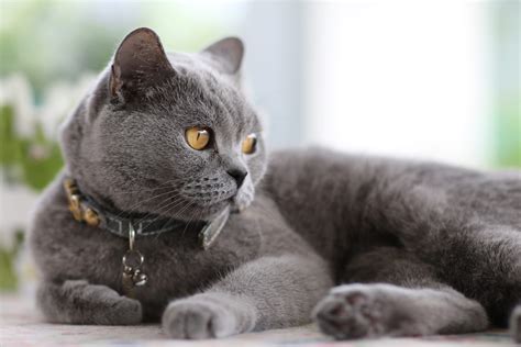 British Shorthair Breed Guide Pet Insurance Review