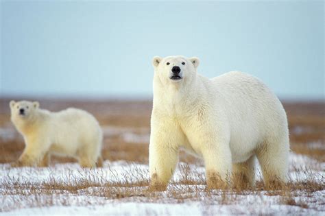 Female Polar Bear With Spring Cub 2 Photograph By Steven J Kazlowski