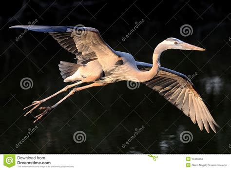 Heron In Flight Stock Photo Image Of Great Birds Green 13466358