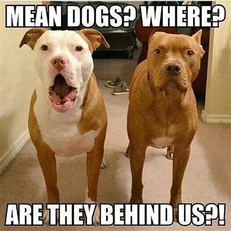 Mean Dogs Where Are They Behind Us Mean Dogs Funny Animal