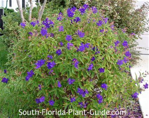 This deciduous tree produces a profusion of showy light pink flowers in spring. Tibouchina