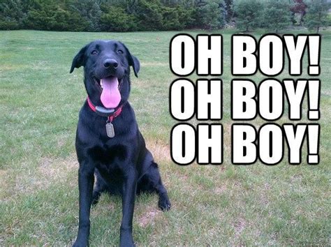 New Order Returns Program Makes Pug Life The Easy Life Happy Dog Meme