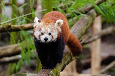 Panda Rojo Panda Menor De Bután