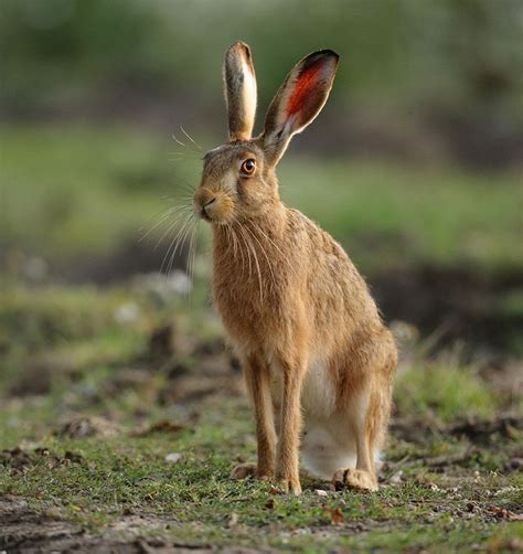 Brown Hare Sitting Tall At Dawn August Suffolk Lepus Europaeus Hare