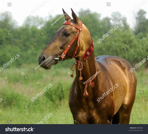 Portrait Of Golden Akhal Teke Stallion Stock Photo 8996032 Shutterstock