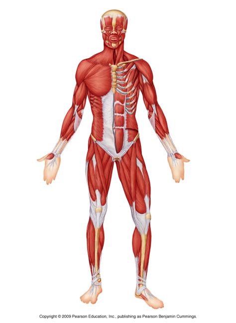 They are categorized by the muscles which they affect (primary and secondary), as well as the equipment required. Living LIN | Live, Inspire, Nurture; This Blog is about my ...