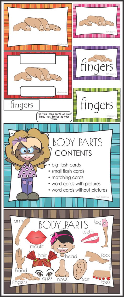 Body Parts Flash Cards Word Cards Kindergarten Prep English Lessons