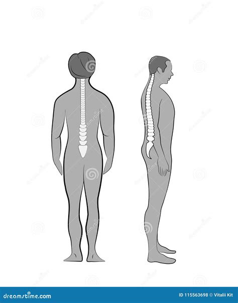 Correct Alignment Of Human Body In Standing Posture For Good