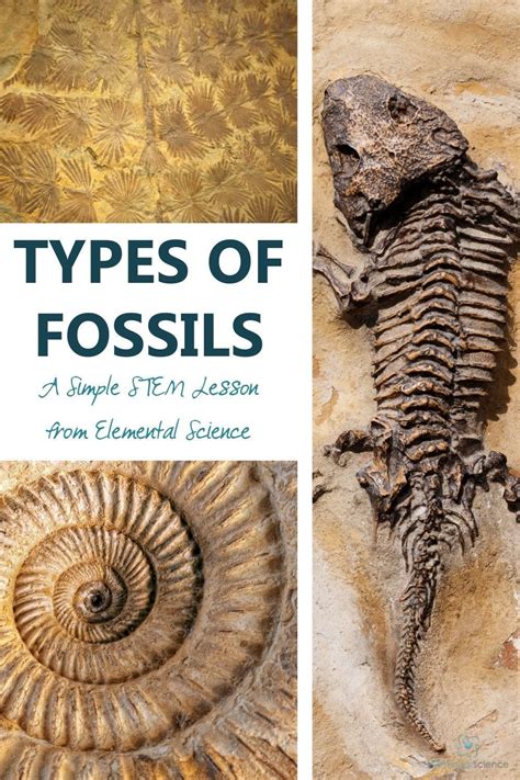 Types Of Fossils A Simple Stem Lesson From Elemental Science Artofit