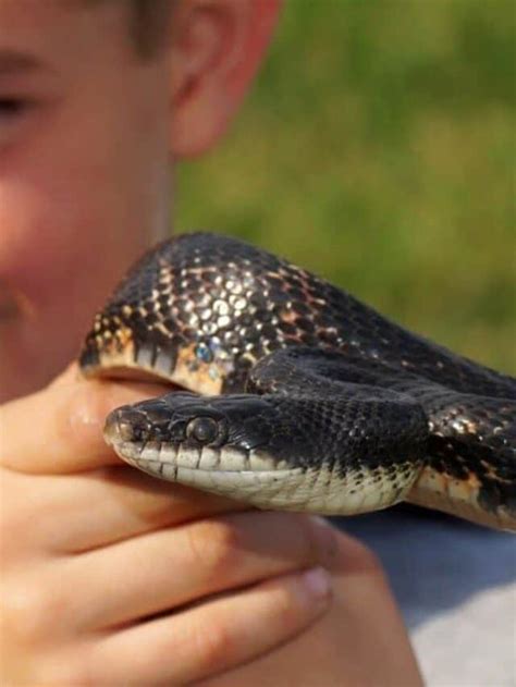 Pet Snake Guide What You Need To Know A Z Animals