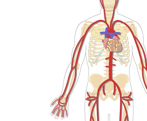 Major Systemic Arteries