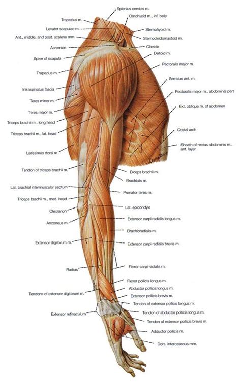 Arm And Shoulder Muscles Diagram Quizlet