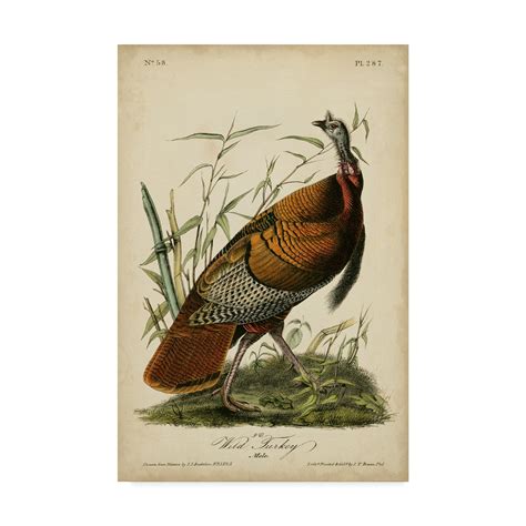 Trademark Fine Art Audubon Wild Turkey Canvas Art By John James