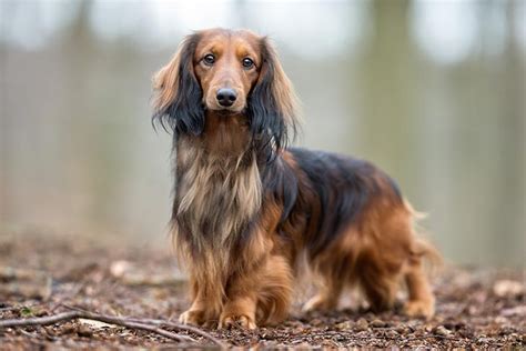 Dachshund Dog Breed Information In 2021 Therapy Dogs Breeds Dog