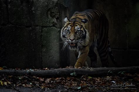 Sumatran Tiger Zoo De Beauval France Michel Lhuillier Flickr