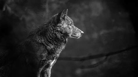 Black Wolf 4k Wallpapers Top Free Black Wolf 4k Backgrounds
