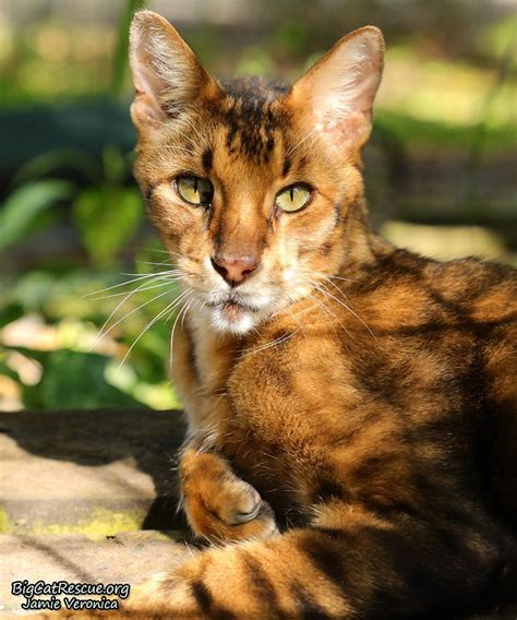 It would be the same idea in real life. King Tut Savannah is such a handsome little man with those ...