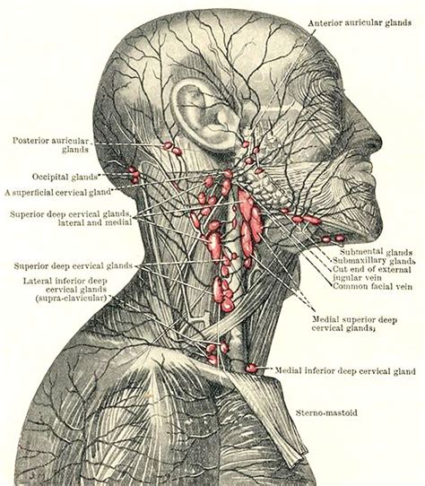 Superficial Lymphatic System And Lymph Nodes In The Area Of The Head