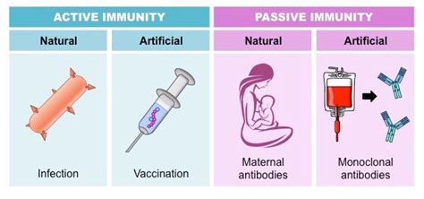 The main difference is in how antibodies were introduced into the body. active immunity - Liberal Dictionary