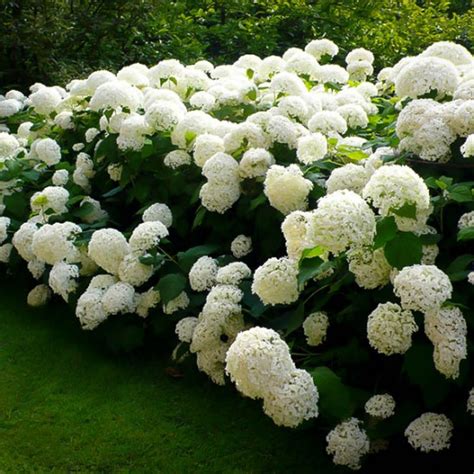 We did not find results for: Annabelle Hydrangea For Sale | The Tree Center™