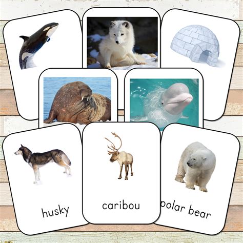 Montessori Arctic Toob 3 Part Cards Pinay Homeschooler Shop