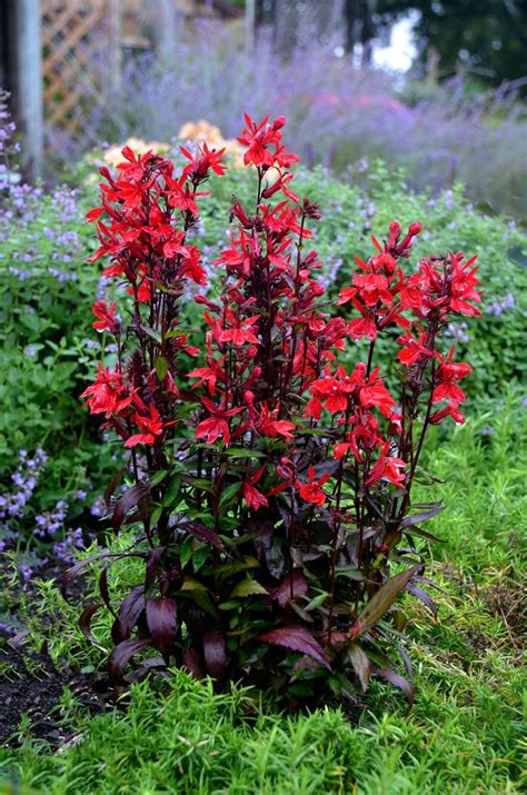 Lobelia Speciosa Vulcan Red Cardinal Flower Gateway Garden Center