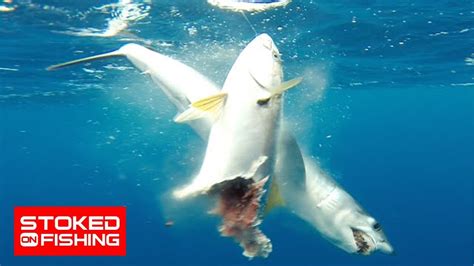 Mako Shark Attacks On Humans