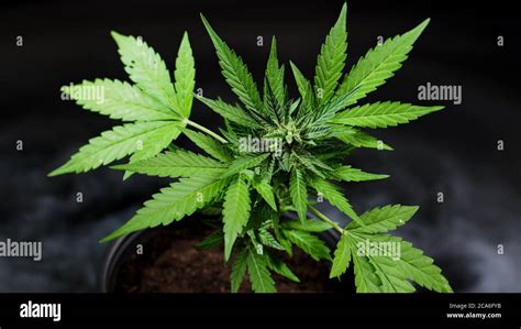 Cannabis Ruderalis Hybrid Plant