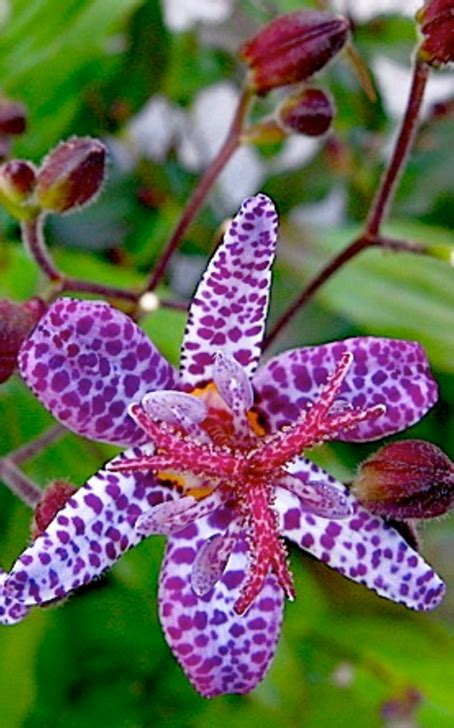 Toad Lily Plant Grows Best In Full Shade All Day