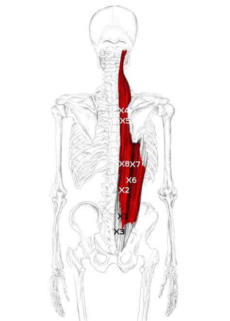 Die autochthone rückenmuskulatur liegt der wirbelsäule unmittelbar auf. Schmerzen & Triggerpunkte in der Rückenmuskulatur behandeln