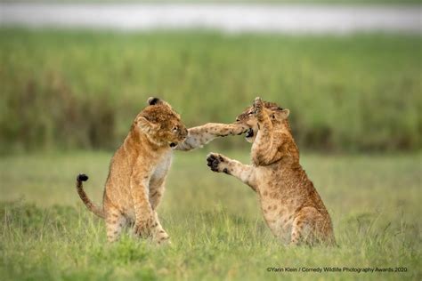 Comedy Wildlife Photography Awards 2020 Best Entries So Far