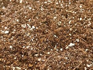 And venus flytraps catch insects and digest them for the nutrients that they cannot get from soil. Pre-Blended Venus Fly Trap Potting Soil Mix - Peat Based ...