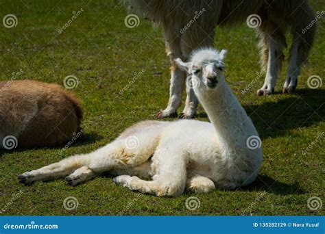 Young White Llama Resting On Grass Stock Image Image Of Animal