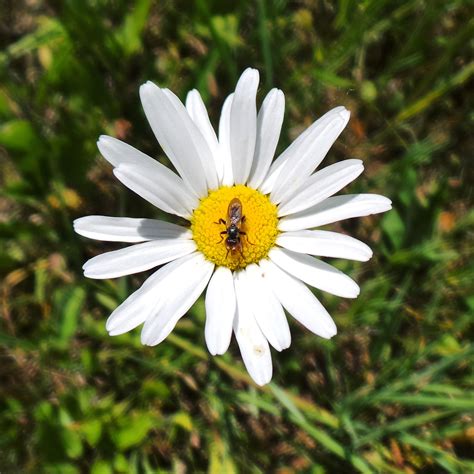 Free Images Oxeye Daisy Flower Nature Flora Marguerite Daisy