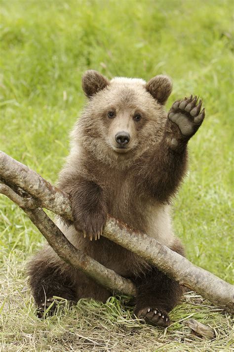Grizzly Cub Waving Hello Very Cute This Is An Orphaned Flickr