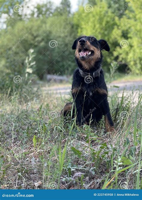 Cheerful Perky Beautiful Dog In The Meadow Stock Photo Image Of Lawn