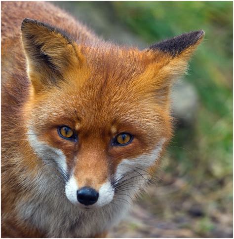 Google bilder, die umfassendste bildersuche im web. Fuchs Foto & Bild | tiere, zoo, wildpark & falknerei ...