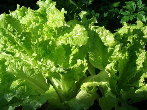 Lechuga De Hoja 1 2 Kilo Alimentos Madre Tierra