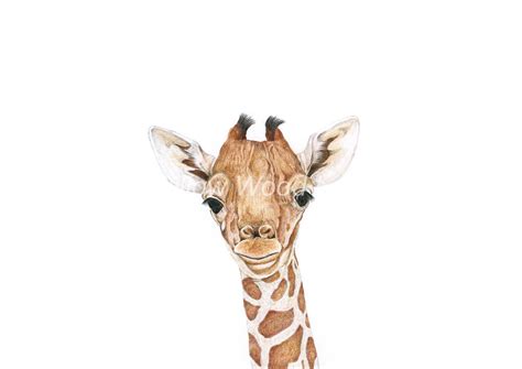 Baby Giraffe Art Print Willow Wood Lane