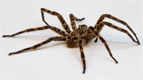 Filewolf Spider On White Wikimedia Commons