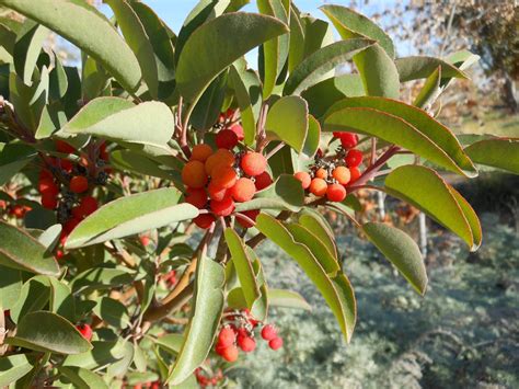 Texas Madrones Edible Berries Fruit Trees Fall Foliage Small Trees