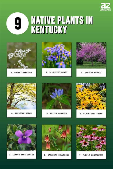 9 Native Plants In Kentucky A Z Animals