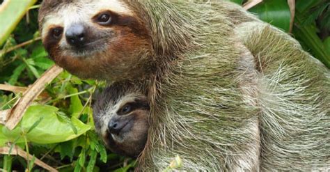 Baby Sloth 5 Pup Pictures And 5 Facts A Z Animals
