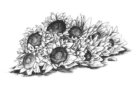 Dalam contoh gambar sketsa bunga ini bukan saja gambar. 15 Gambar Sketsa Bunga dari Pensil yang Mudah Dibuat