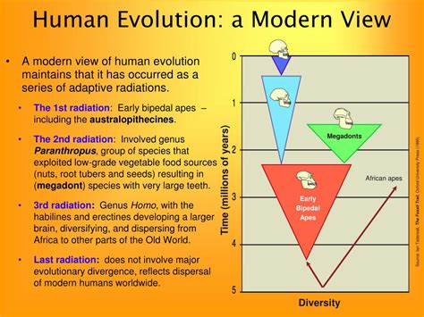 Ppt Hominin Evolution Human Evolution Powerpoint Presentation Free
