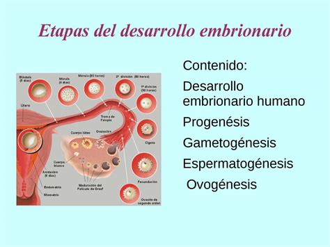 Diagrama Que Muestra Desarrollo Embrionario Y Fetal H