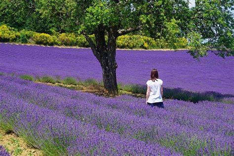 Campos De Lavanda En Francia Vacacionesporeuropa