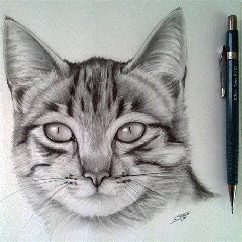 Cat Drawing By Lethalchris On Deviantart Realistic Cat Drawing Cats Art Drawing Cat Sketch